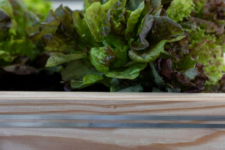 KERBL SnailStop Zaunband elektrischer Schneckenzaun